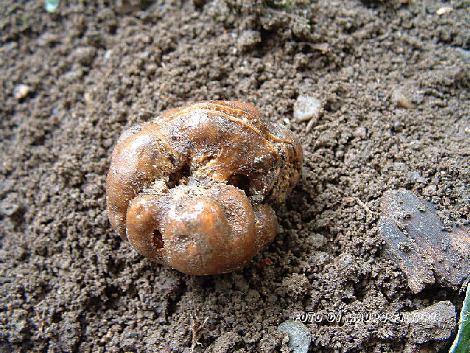 Tuber excavatum