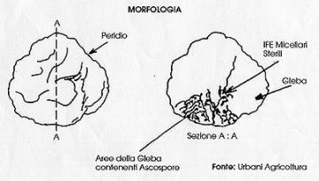 struttura