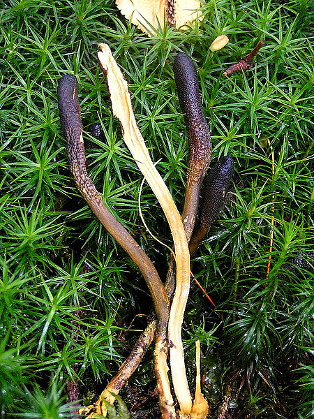 Cordyceps