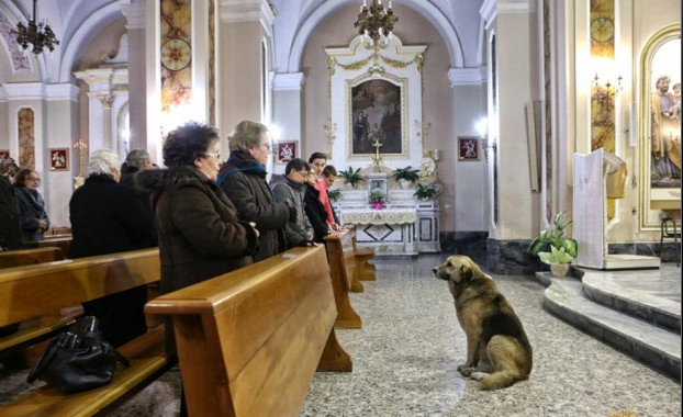 Cane Ciccio