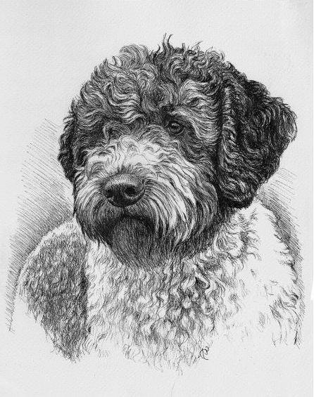 Lagotto Romagnolo