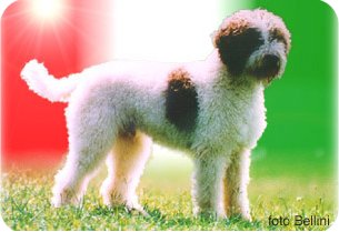 Prove di lavoro per il Lagotto Romagnolo