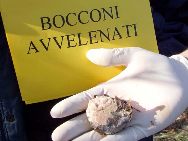 Come addestrare il cane a non mangiare bocconi avvelenati