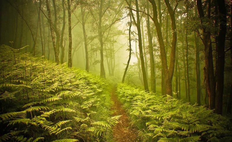 Quiz interattivo sugli alberi simbionti