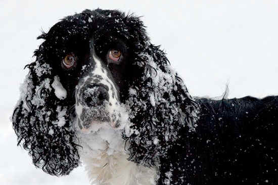 tutelare gli animali durante l'inverno