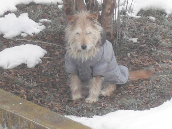 Giornata tipo di un cane da tartufi