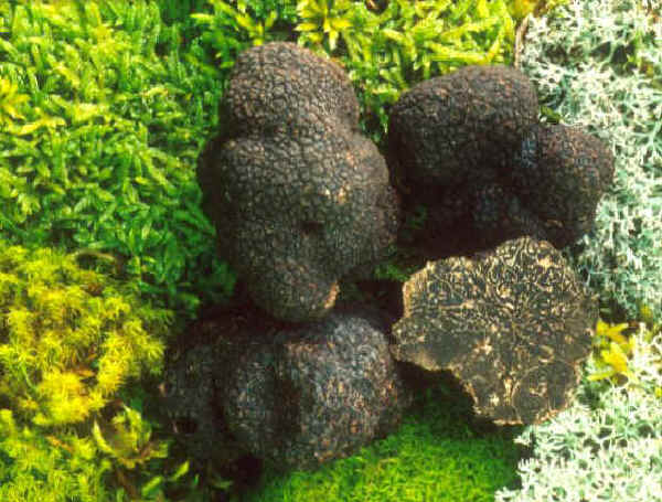 Autorizzato utilizzo dello zappetto per il melanosporum