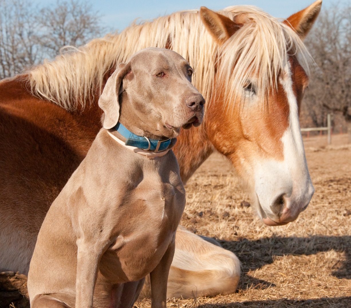 Il Dressage