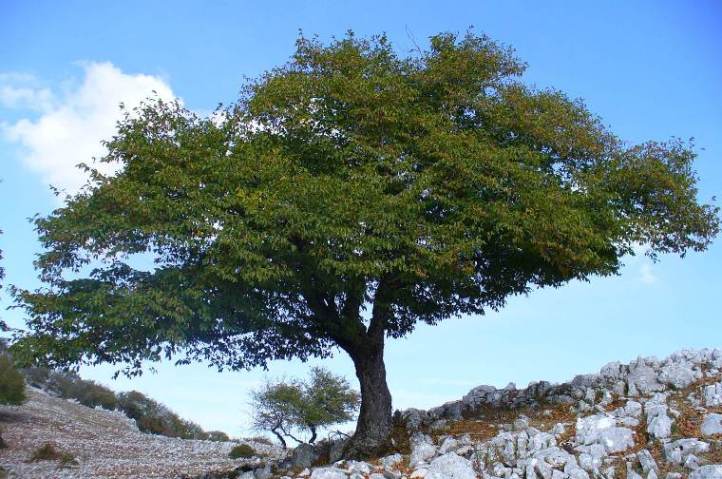 carpino nero