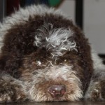 lagotto