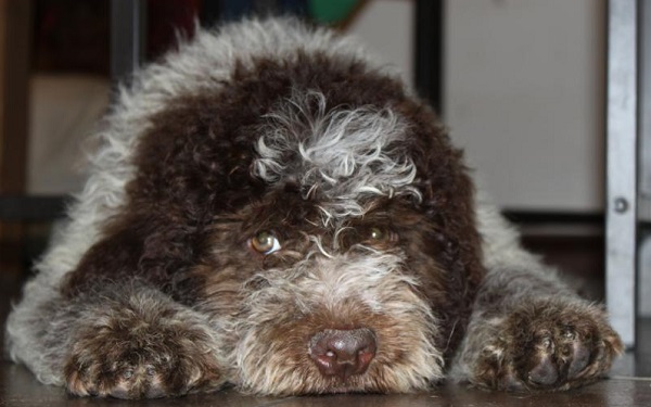 lagotto