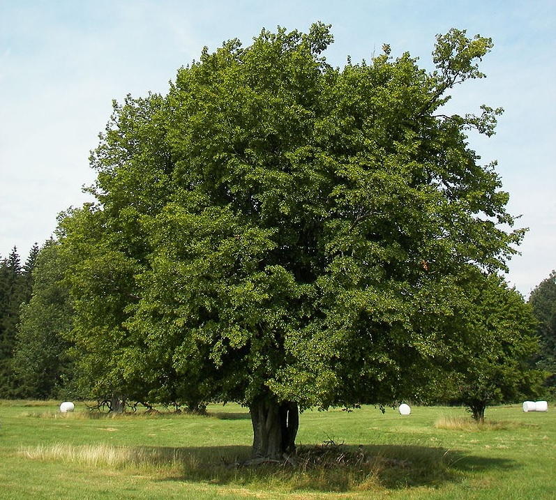 Carpino bianco