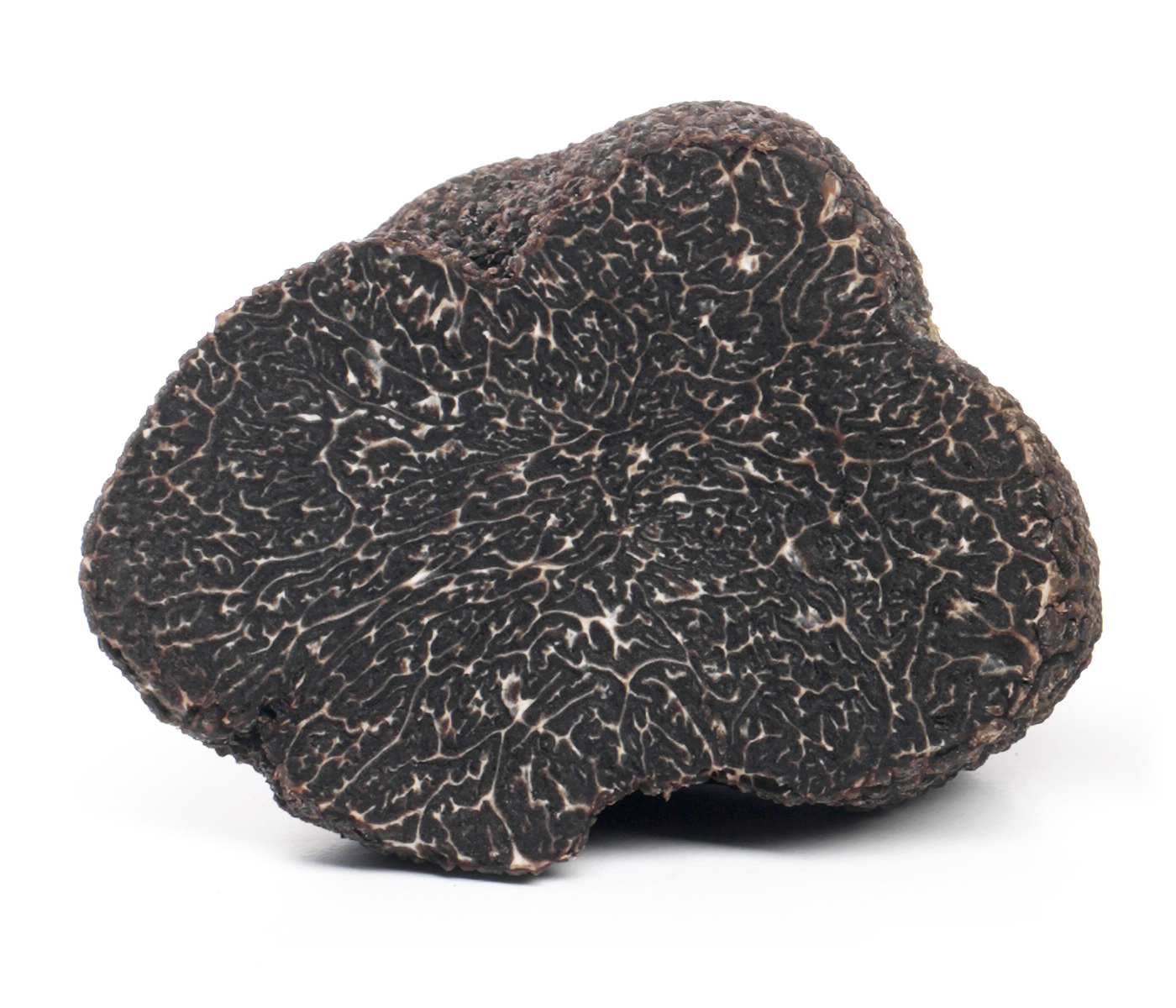 Ecologia del Tuber Melanosporum