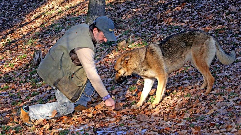 Kira il lupo da tartufi