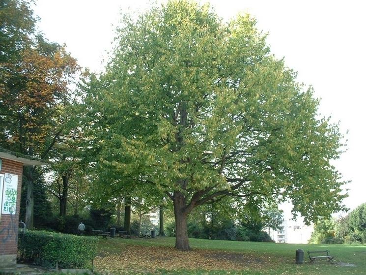 Nocciolo di Costantinopoli