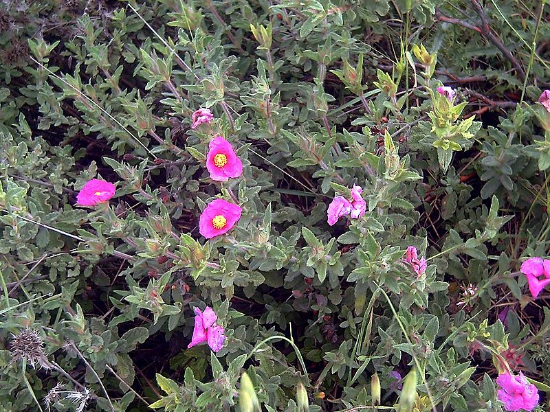 Cistus crispus