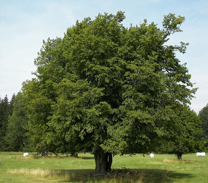 carpino bianco