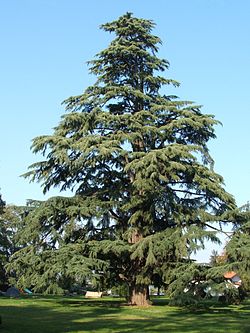 cedro dell'Himalaya