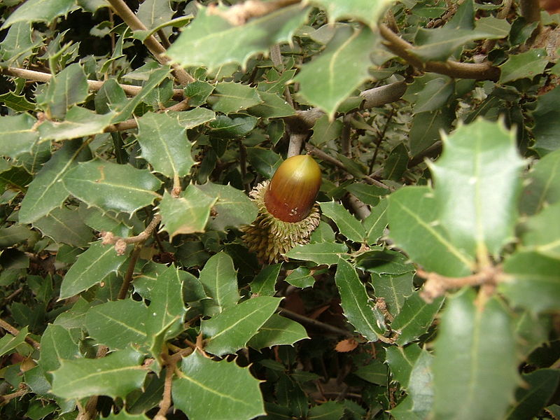 quercia spinosa