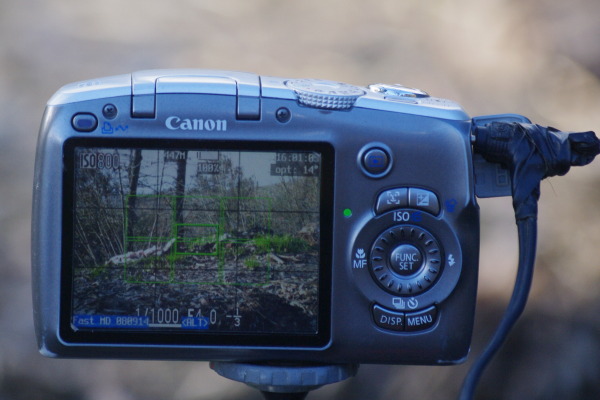 Ladri di tartufi fotografati