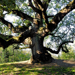 alberi simbionti