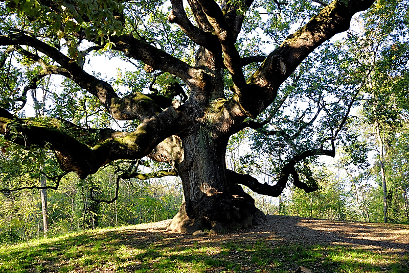 alberi simbionti