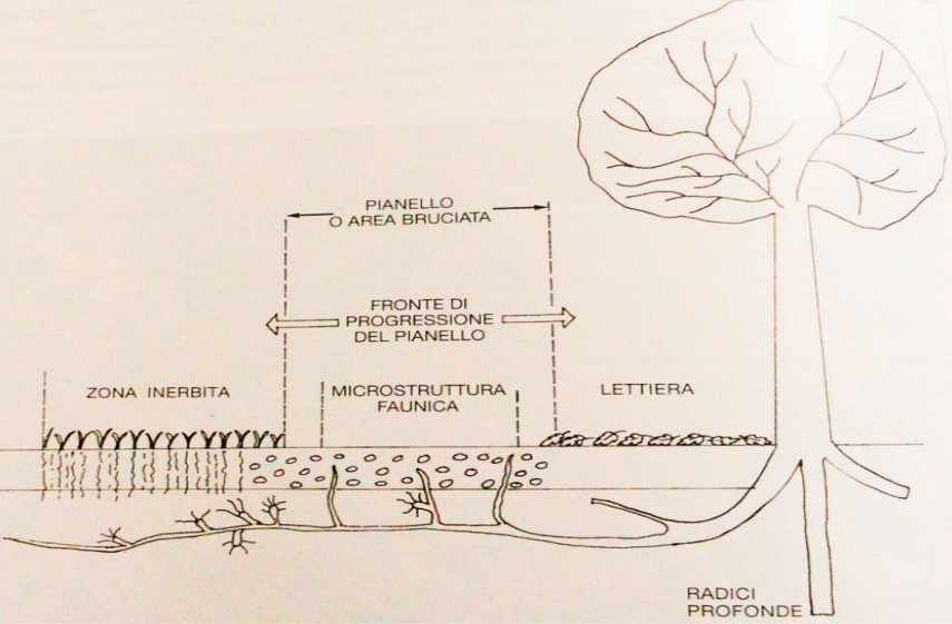 Il Pianello