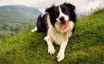 Il border collie