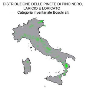 pino-nero-laricio-loricato