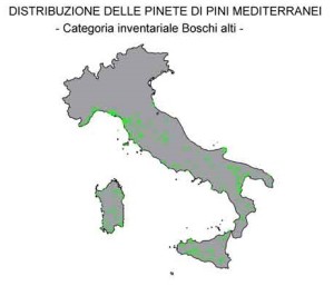 pinete_di_pini_mediterranei