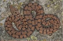 vipera-aspis-francisciredi