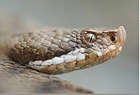 vipera-aspis-francisciredi2