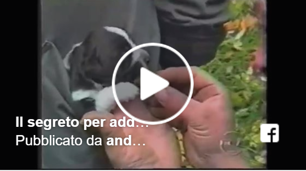 video sui cani da tartufo