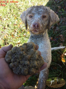 Foto di Alberto Villa con lagotto romagnolo e tartufo bianco