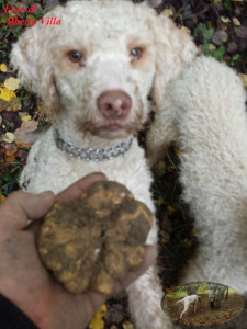 Foto di Alberto Villa tartufo bianco e Lagotti