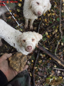 Foto di Alberto Villa Lagotti bianchi e Tuber Magnatum Pico