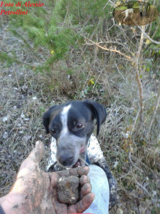 Foto di Alessio Petrollini Cane da tartufo con tartufo bianco