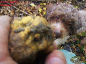 Foto di Angelo Martinelli Tuber magnatum pico con Lagotto