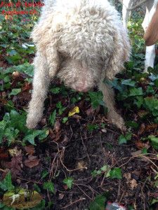 Foto di Aurelio Avigliano Lagotto con Tuber Magnatum Pico