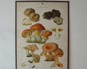 antica-tavola-botanica-funghi