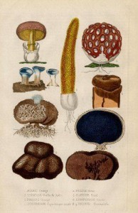 antica-tavola-botanica-mista-amanita-e-tartufi