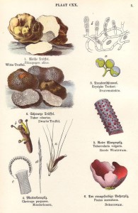 antica-tavola-botanica-mista-fiori-funghi