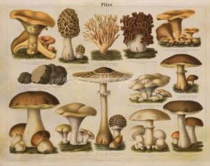 antica-tavola-botanica-mista-funghi-e-tartufi