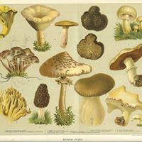 antica-tavola-botanica-mista