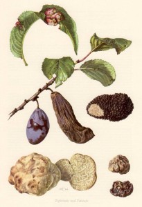 antica-tavola-botanica-prungne-e-tartufi
