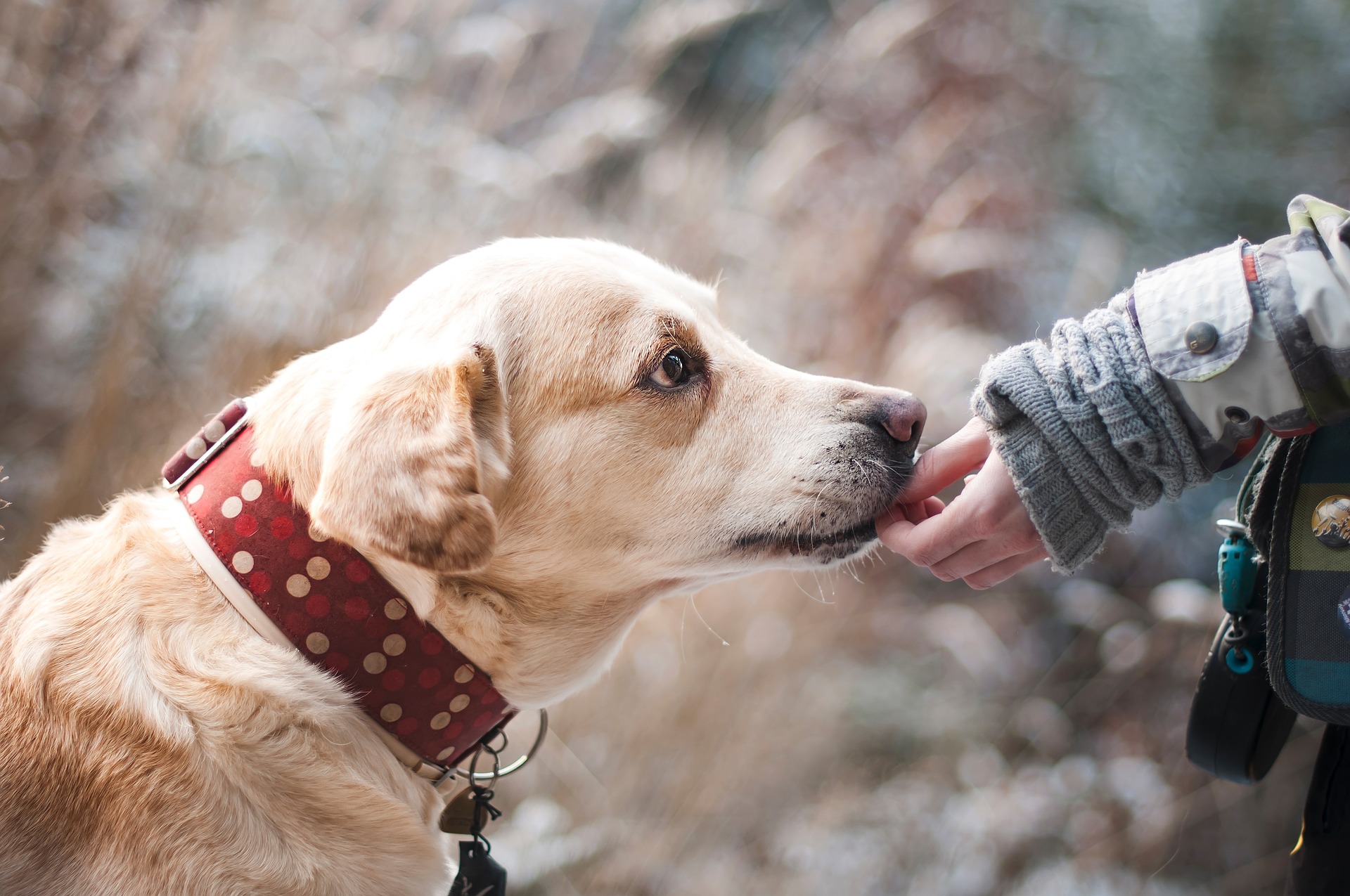 assicurare il cane da tartufi