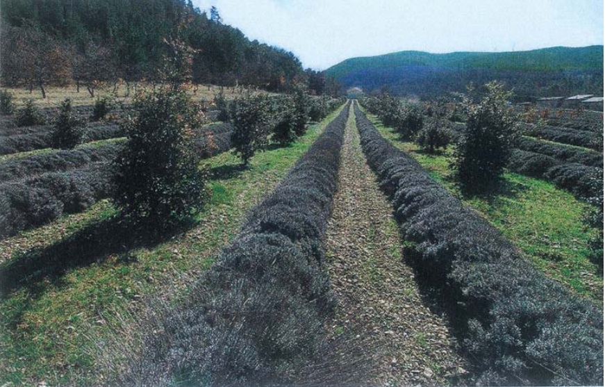 La lavanda nelle tartufaie coltivate