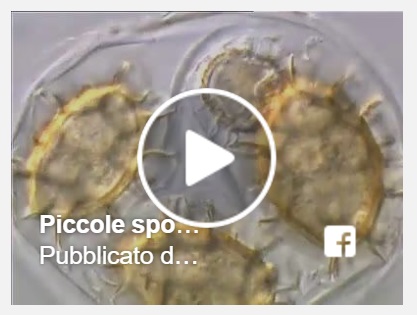 video didattici sul tartufo