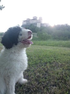 cucciolo-di-lagotto-da-tartufi-angelo-martinelli