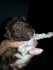 cucciolo-di-lagotto-da-tartufi-antonino-ialacci